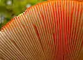 Gills of the fly agaric Amanita muscaria