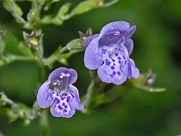 Clinopodium menthifolium subsp. ascendens