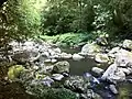 Creek in Lamington National Park