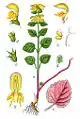 Botanical description by Johann Georg Sturm 1796
