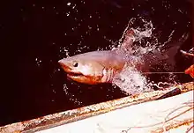 Shark breaking the water surface next to a ship, with a fishing line coming from its mouth