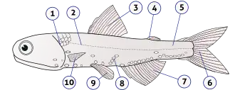 Diagram showing the external anatomy of a Hector's lanternfish, a type of bony fish