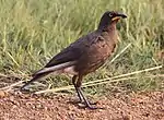 African pied starling