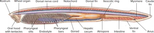 Anatomy of the Lancelet