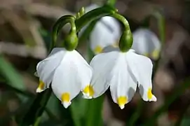 Flower with yellow rather than green marks