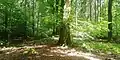 Long barrow in the western Sachsenwald