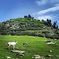 Langmarg meadow in Aragam Bandipore Kashmir