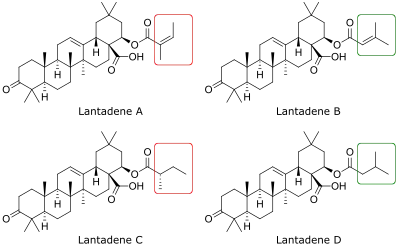 Lantadenes A-D chemical structures