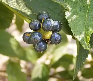 Close-up of mature fruits