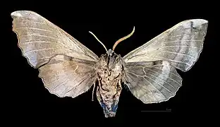 A gynandromorph poplar hawk-moth, viewed from the front