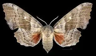 A female poplar hawk-moth, viewed from the back