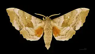 A male poplar hawk-moth, viewed from the back