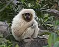 Lar gibbon (Hylobates lar)