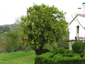 A mature tree in Galicia, Spain