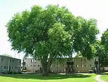 Large American elm in New Haven, Connecticut (June 2017). Girth over 18.5 ft; height 88 ft; spread 95 ft. This tree died in 2019.