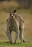 Regular prey can range up to the size of large adult kangaroos such as eastern grey kangaroos, usually attacked in hunting pairs.