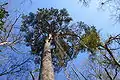 Crown of mature Pinus glabra