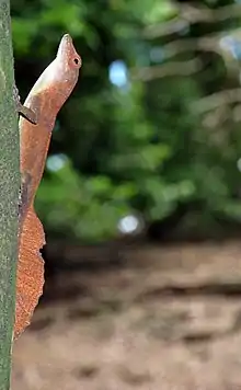 Lagartijo común(Anolis cristatellus)