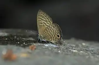 In Udupi, Karnataka, India