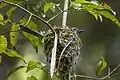 on nest, Thailand