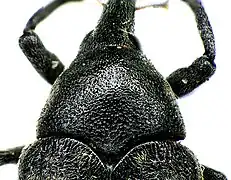 Close-up of pronotum