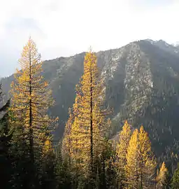 Western larch in autumn