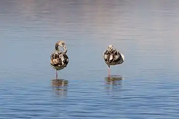 Flamingos on the lake