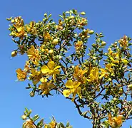 Flowers of Larrea tridentata