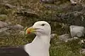 Great black-backed gull has a bulky, powerful beak