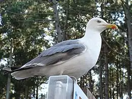 Yellow-legged gull (Larus michaellis), common in the past along the entire Galician coast