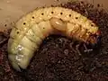 Larval Megascolia maculata feeding on an Oryctes nasicornis larva