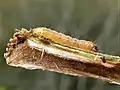 S. spuleri larva