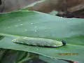 Caterpillar on ginger leaf
