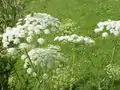 Flowers of Laserpitium latifolium