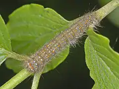 Caterpillar of Poecilocampa populi, dorsal view