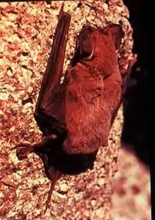 The Eastern red bat