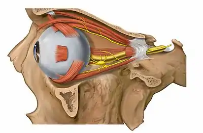 Image showing orbita with eye and nerves visible (periocular fat removed)