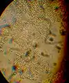 Spores of Laternea triscapa magnified 1000x in Nikon microscope.