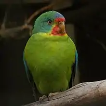 A green parrot with blue shoulders, a blue-green head, a blue forehead, and a red mark above and below the beak