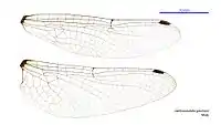 Male wings