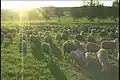 Sheep grazing, a part of Laubach's landscape