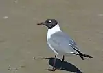 Mating plumage includes black head and red bill