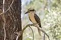 Laughing kookaburra, Kindra State Forest