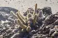 Lava Cactus on the Island