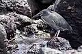 Striated heron on the Galápagos Islands