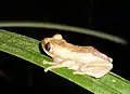 Adult on the leaf of a Giant Sedge (Cyperus dives)