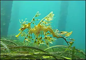 The leafy sea dragon is camouflaged to look like floating seaweed