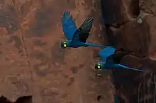 A blue macaw yellow cheeks and eye-spots