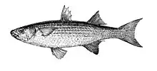 drawing of a fish