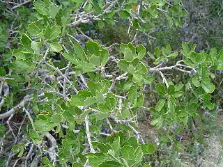 Quercus berberidifolia in habitat in California
